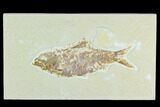 Bargain, Fossil Fish (Knightia) - Wyoming #126510-1